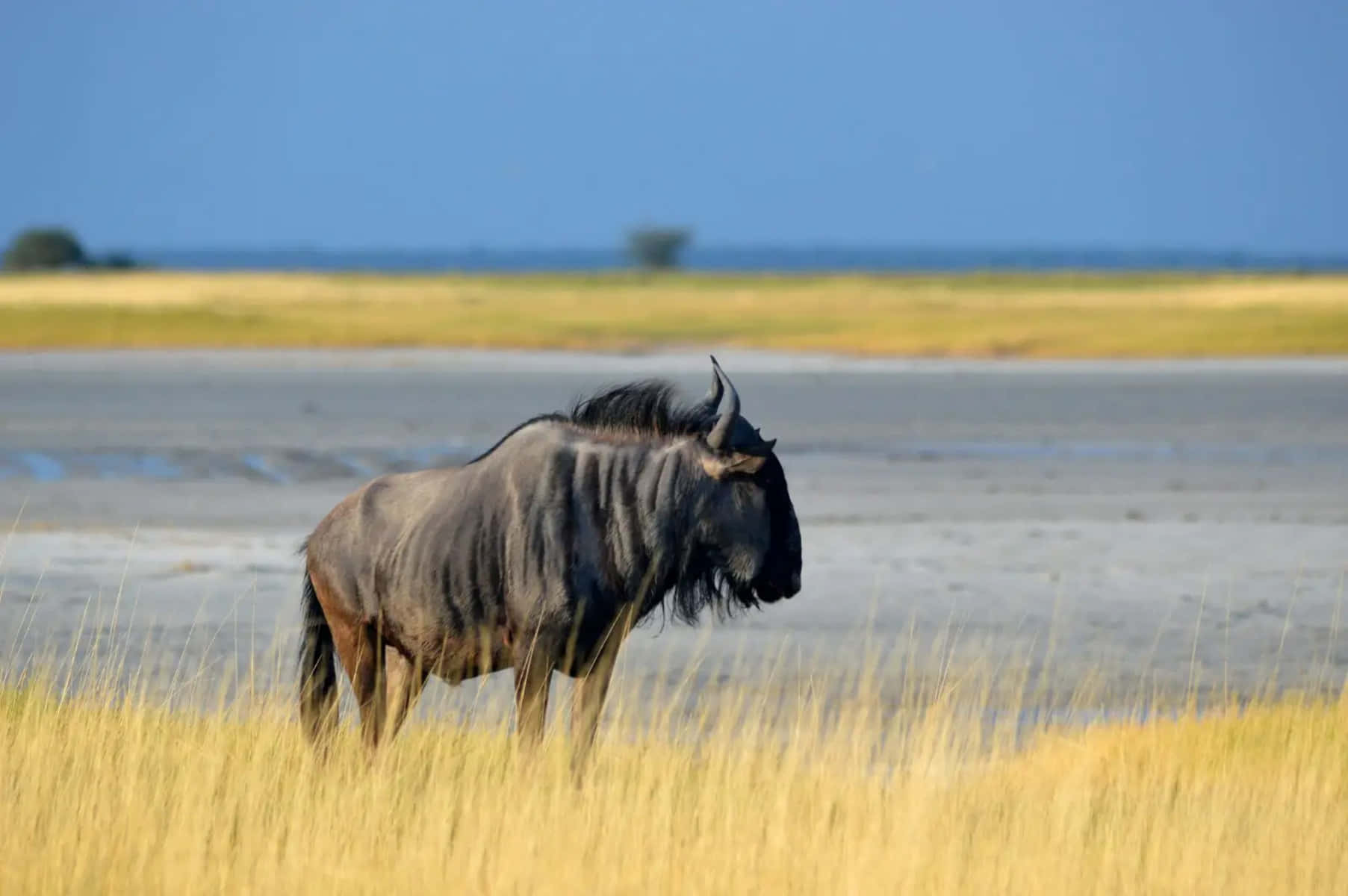 A majestic wildebeest stands in golden grassland, with a dried-up lake bed in the background under a clear blue sky