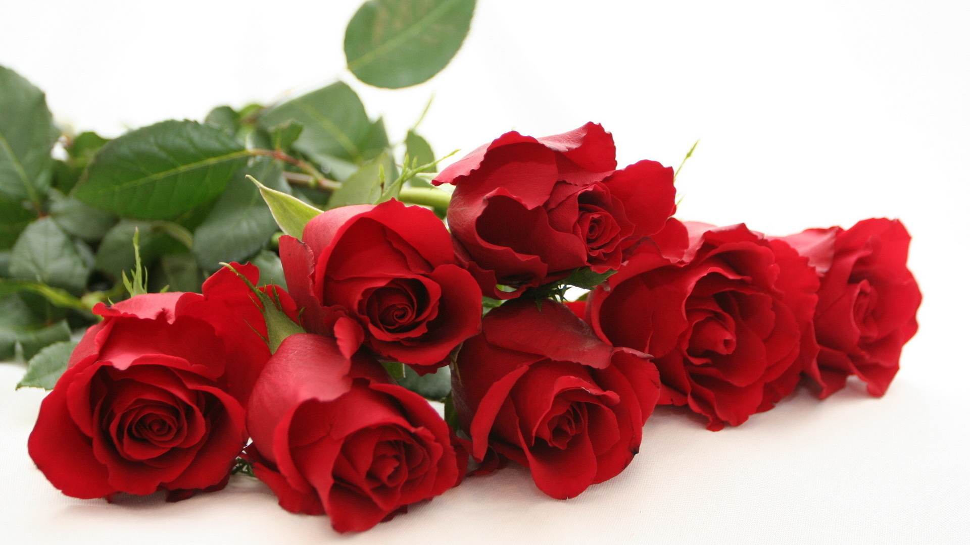 Red roses on a white table on a white background wallpapers and images
