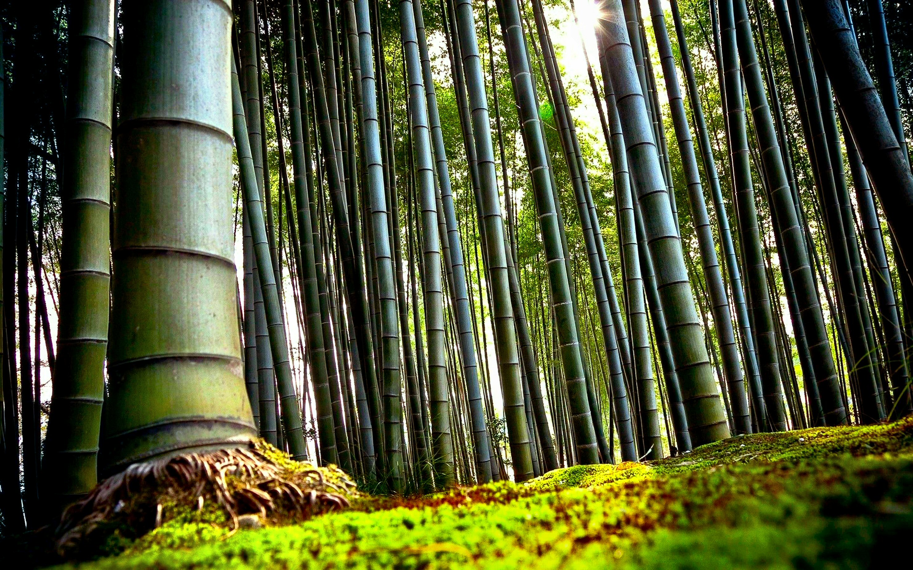 Bamboo HD Wallpaper