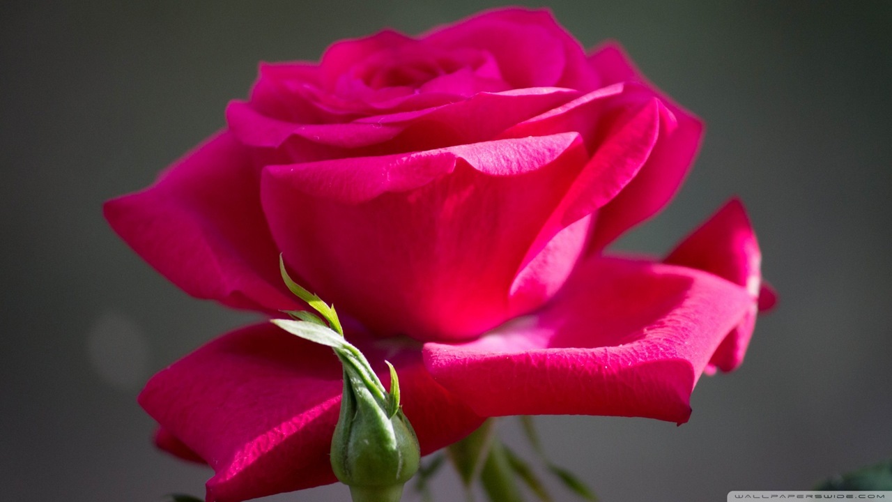 Free download Red Rose Flower HD Wallpaper [1280x720] for your Desktop,  Mobile & Tablet | Explore 48+ Ruby Rose HD Wallpaper | Rose HD Wallpaper, Rose  Wallpaper HD, Ruby Rose RWBY Wallpaper