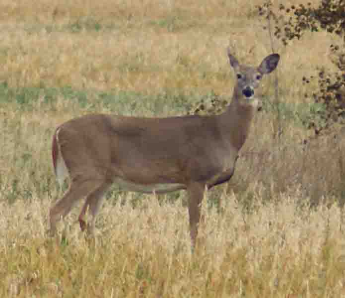 File Sk Whitetailed Deer Jpg Wikipedia The Encyclopedia