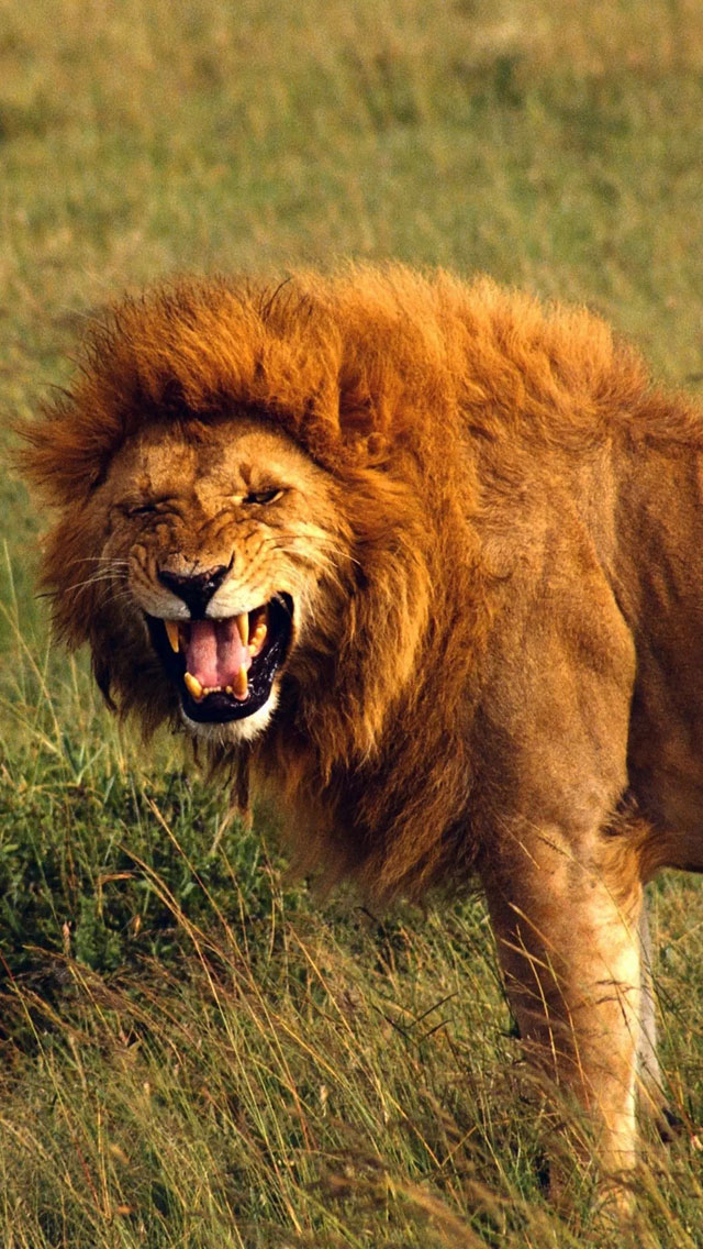 Roaring Lion Wallpaper animalgals