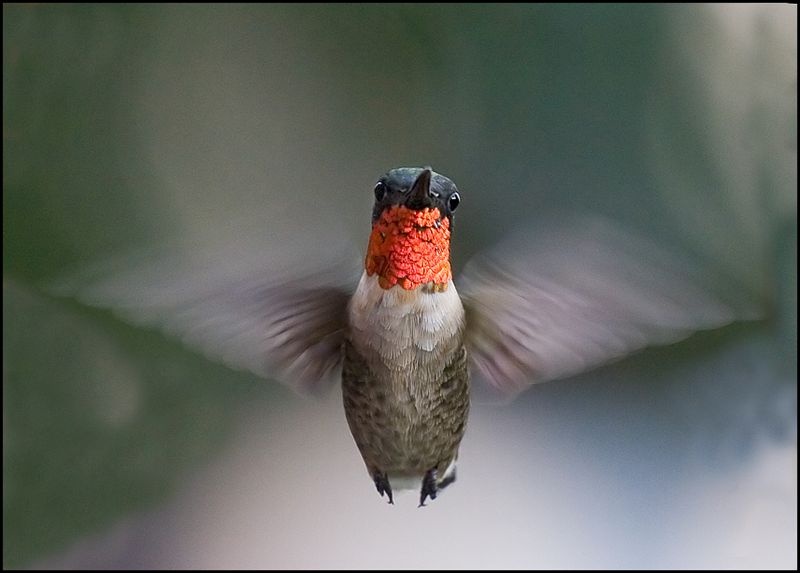 Desktop Background And Wallpaper Ruby Throated Hummingbird