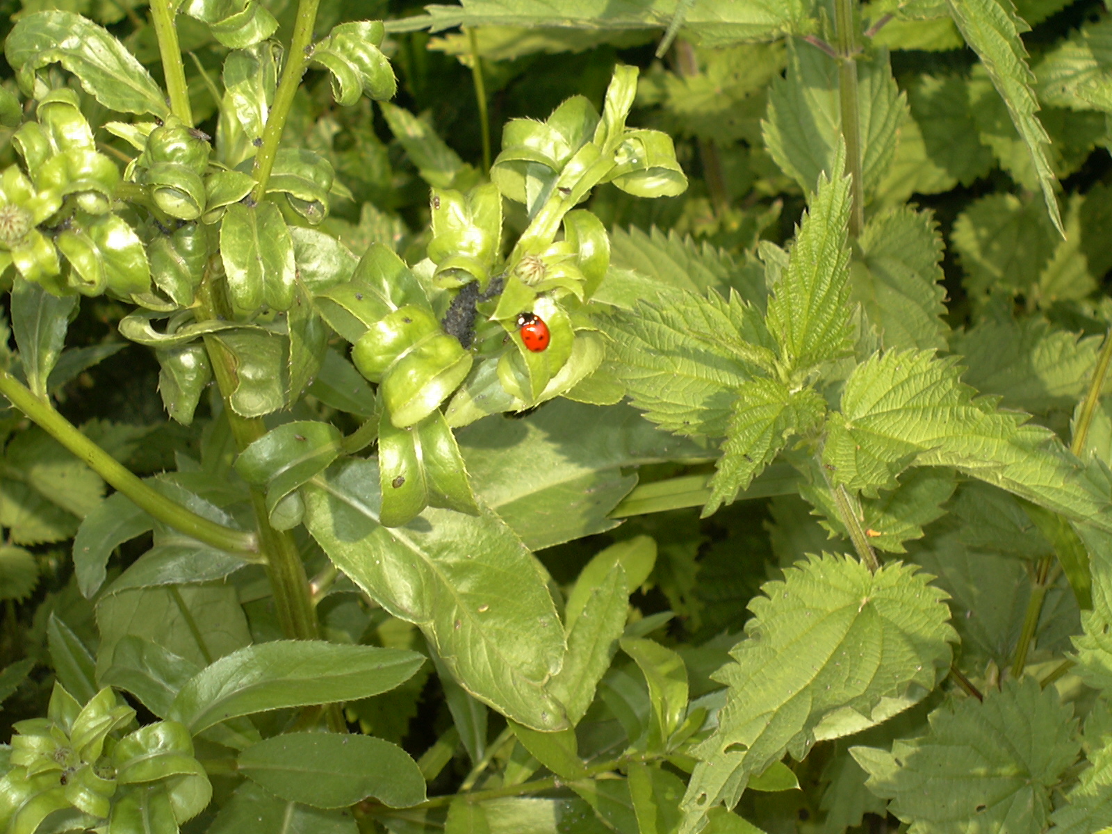To Full Resolution Summer Ladybird Photo Of Charge