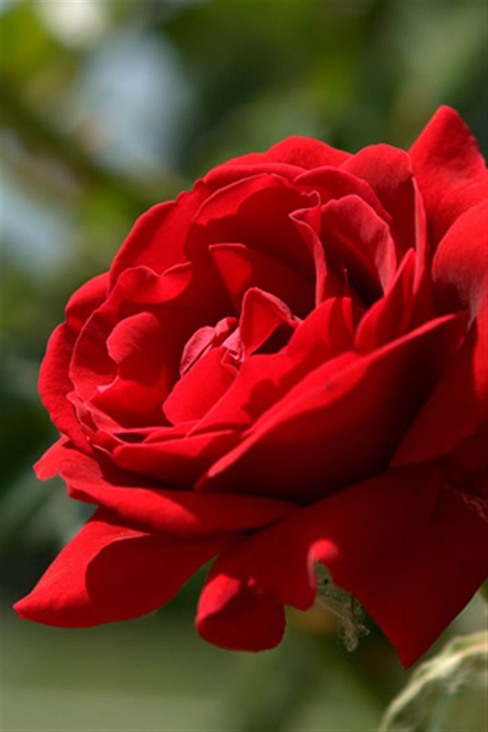 iPhone Red Rose Wallpaper Photo Full High Resolution