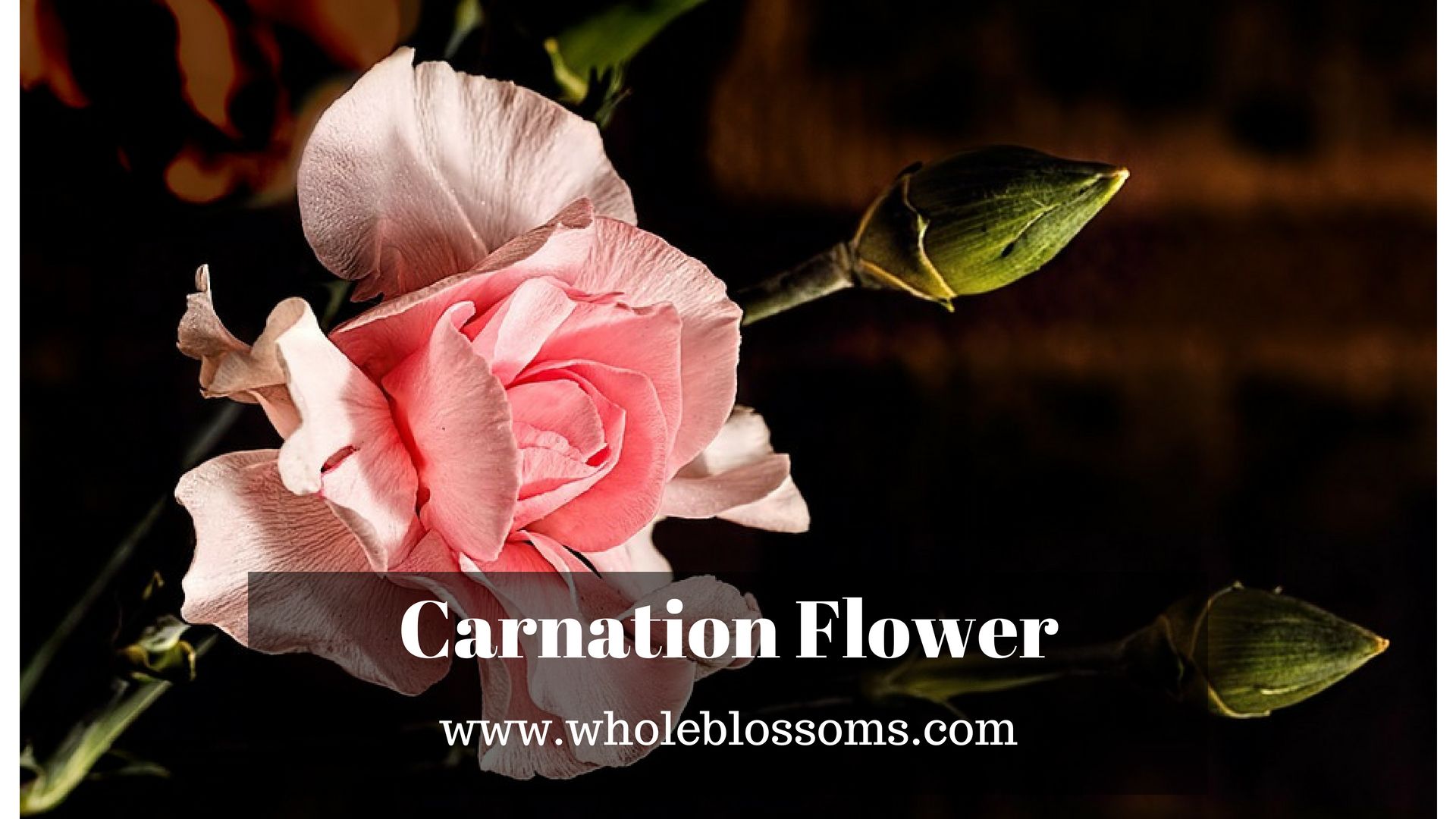 Carnation Flowers Are One Of The Most Beautiful Flower They E