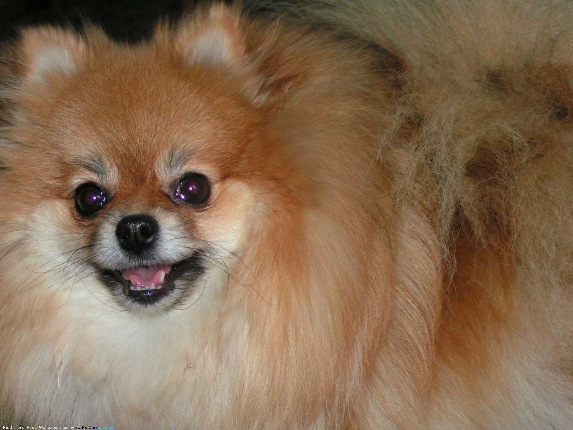 The Pomeranian Dog Desktop Wallpaper Pictures For Pc Mac