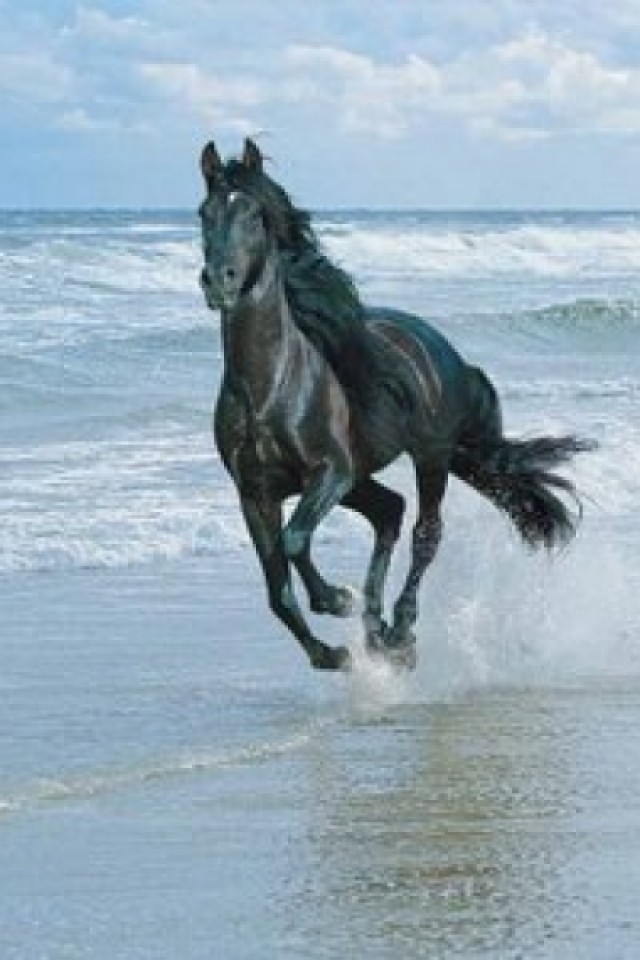 Horse iPhone Wallpaper