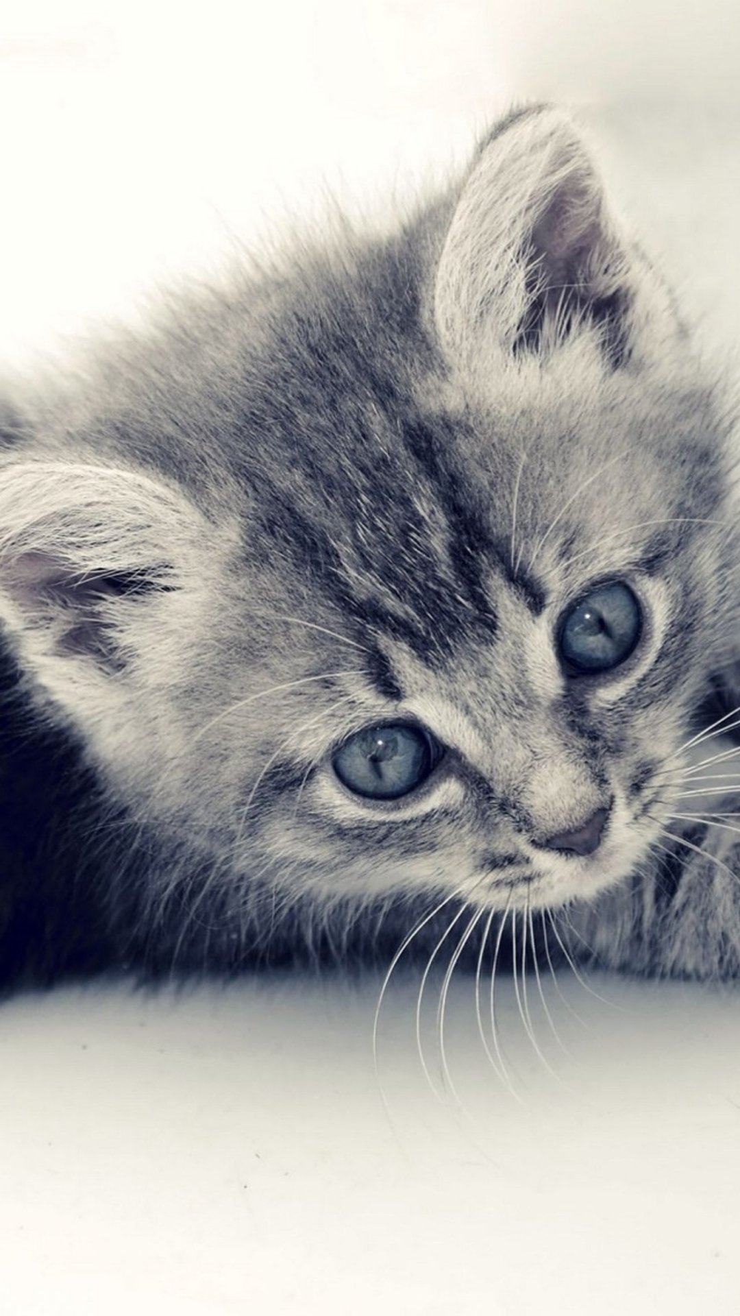 Cute Animals iPhone Wallpaper You Would Love To