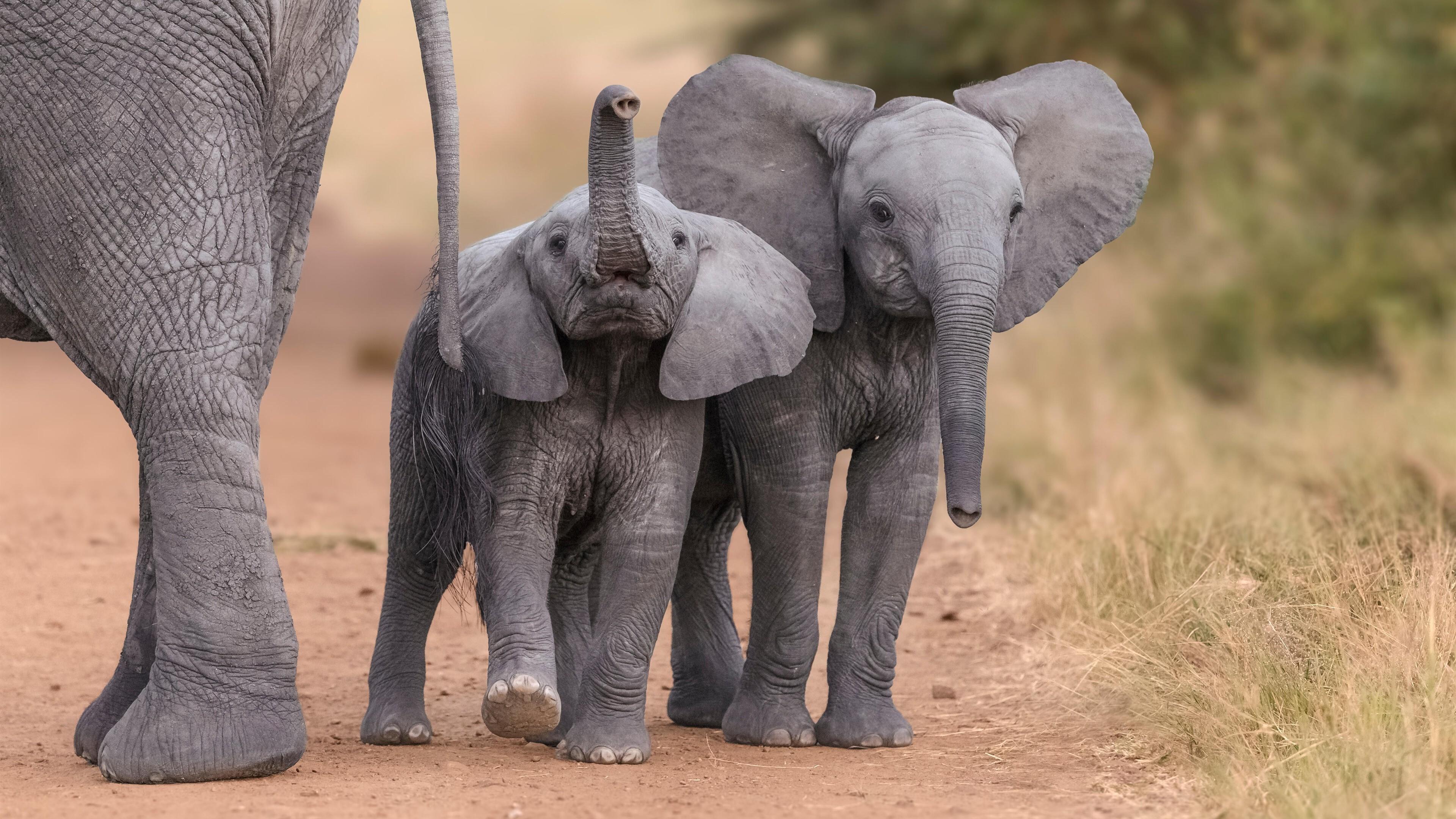 Lovely Elephant Child 4k Wallpaper HD