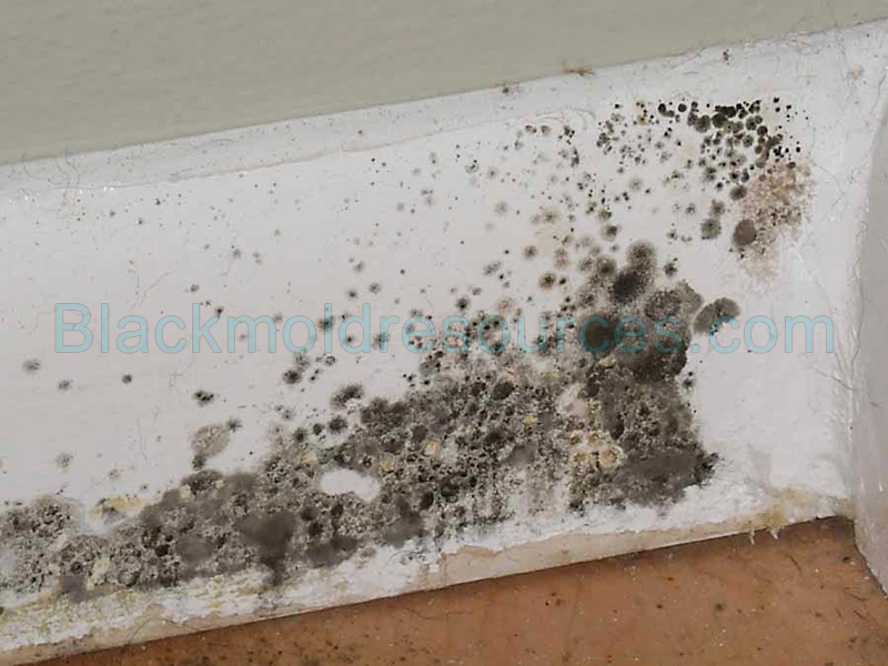 Wp Content Flagallery Black Mold Pictures Thumbs