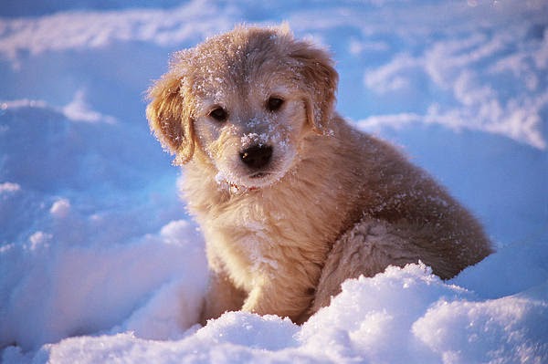 You Can Cute Baby Golden Retriever Puppies In Snow Your