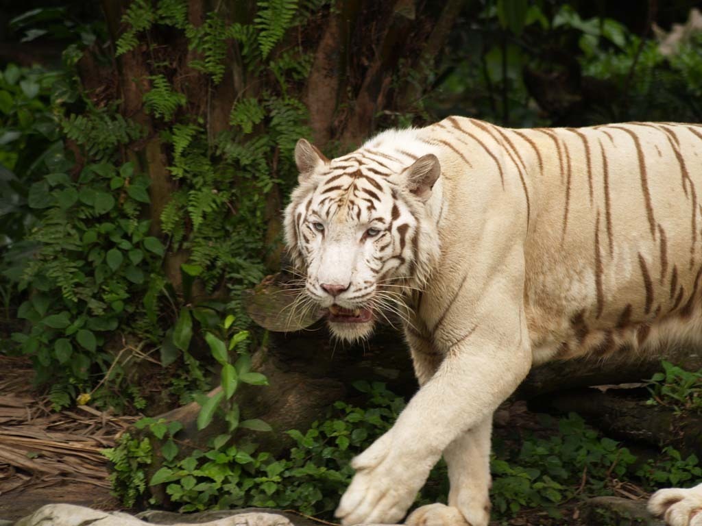  White Tiger All wallpapers are high quality awesome and to 1024x768