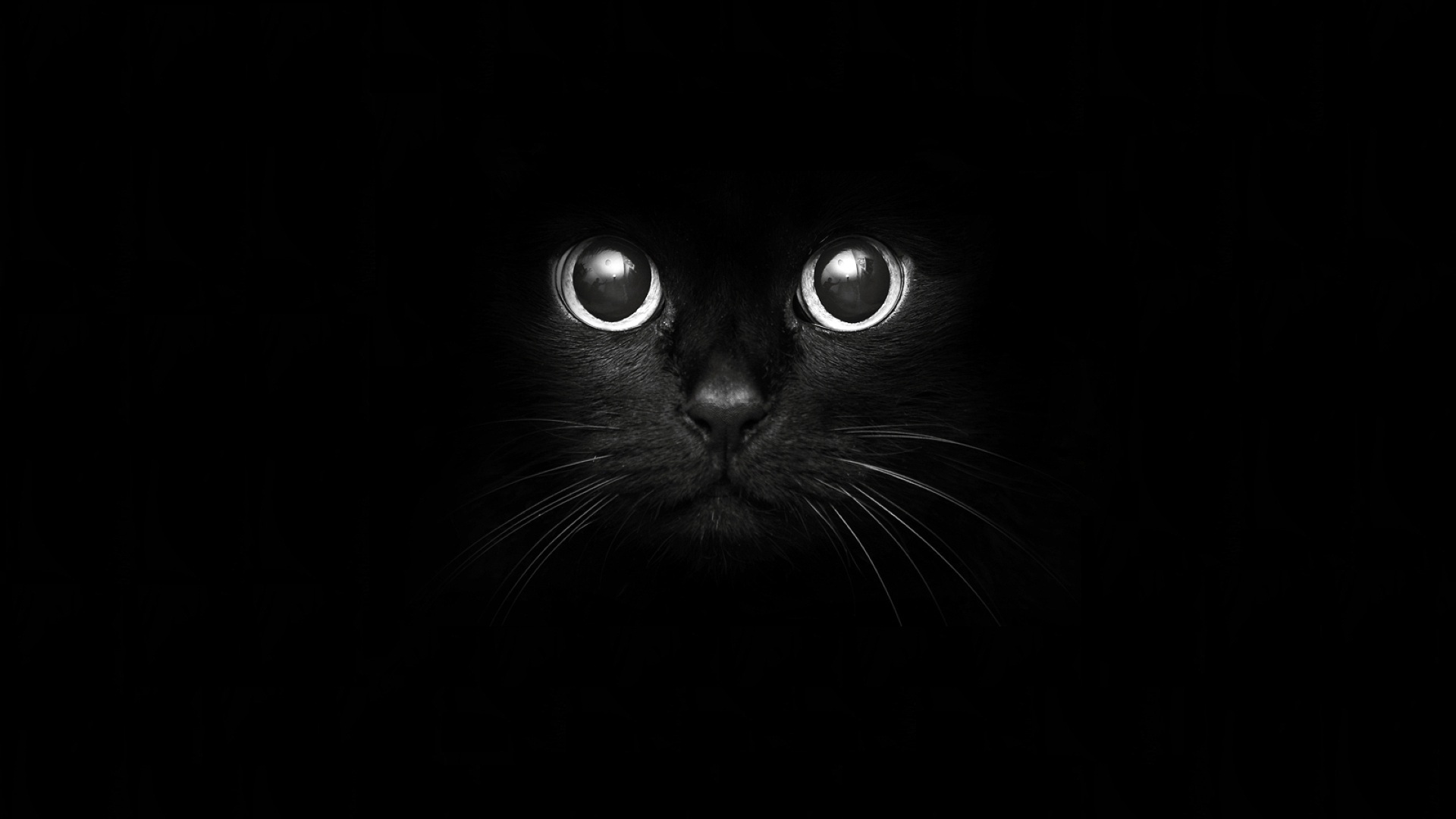 Cat Nose Whiskers Wallpaper