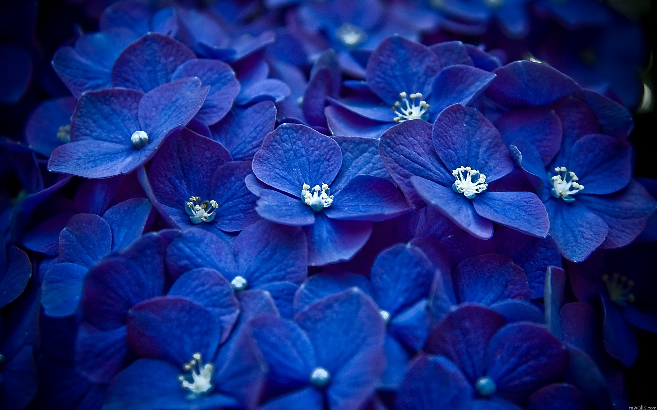  flowers macro watermark blue flowers hydrangeas wallpaper background 2560x1600