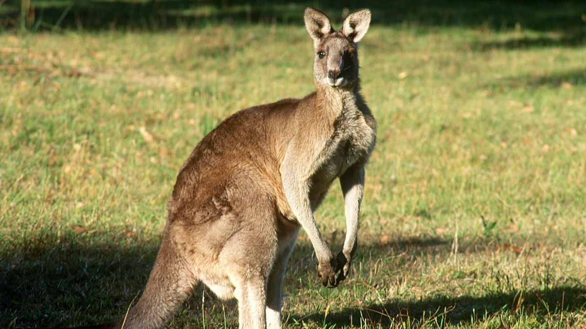 Kangaroo Animal Facts HD Wallpaper