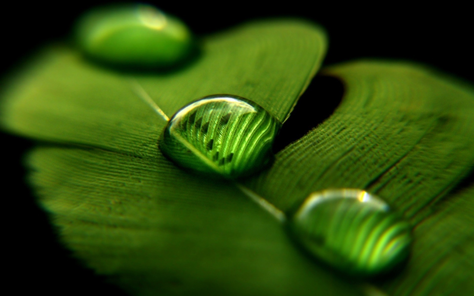 Green Nature Close Up Leaves Water Drops Macro Wallpaper