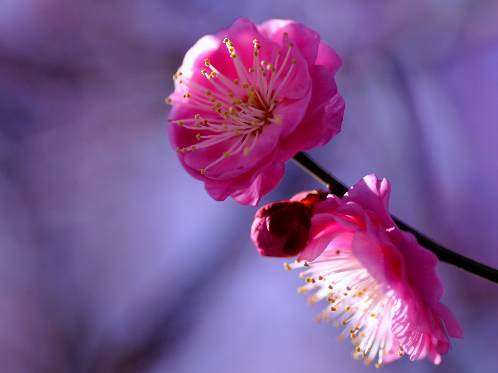 Plum Tree Twig Crimson Flowers Petals Macro Blur Lilac Purple Bokeh