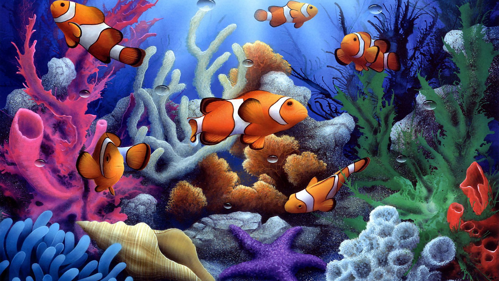 Clown Fish Wallpaper Animals Taken From