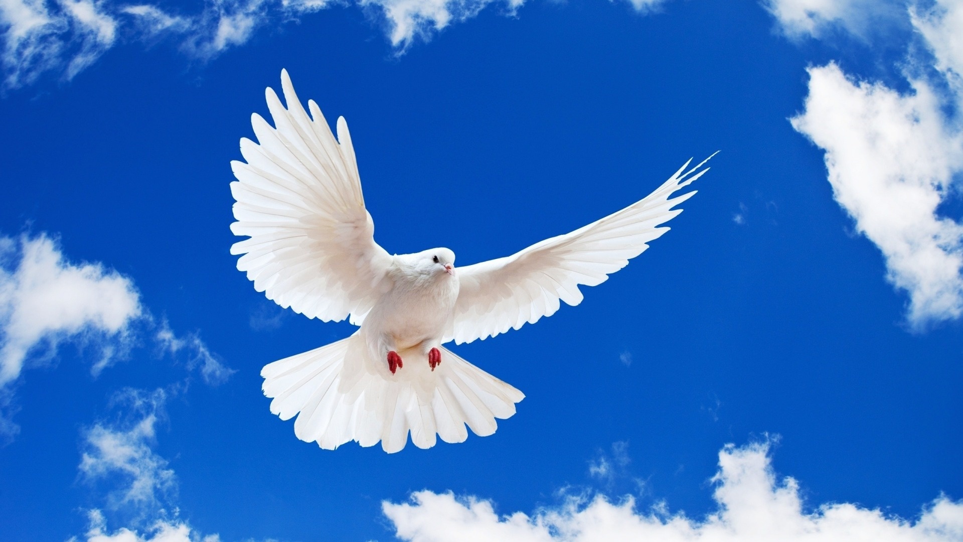 Dove Wallpaper Background And You Like This White Bird
