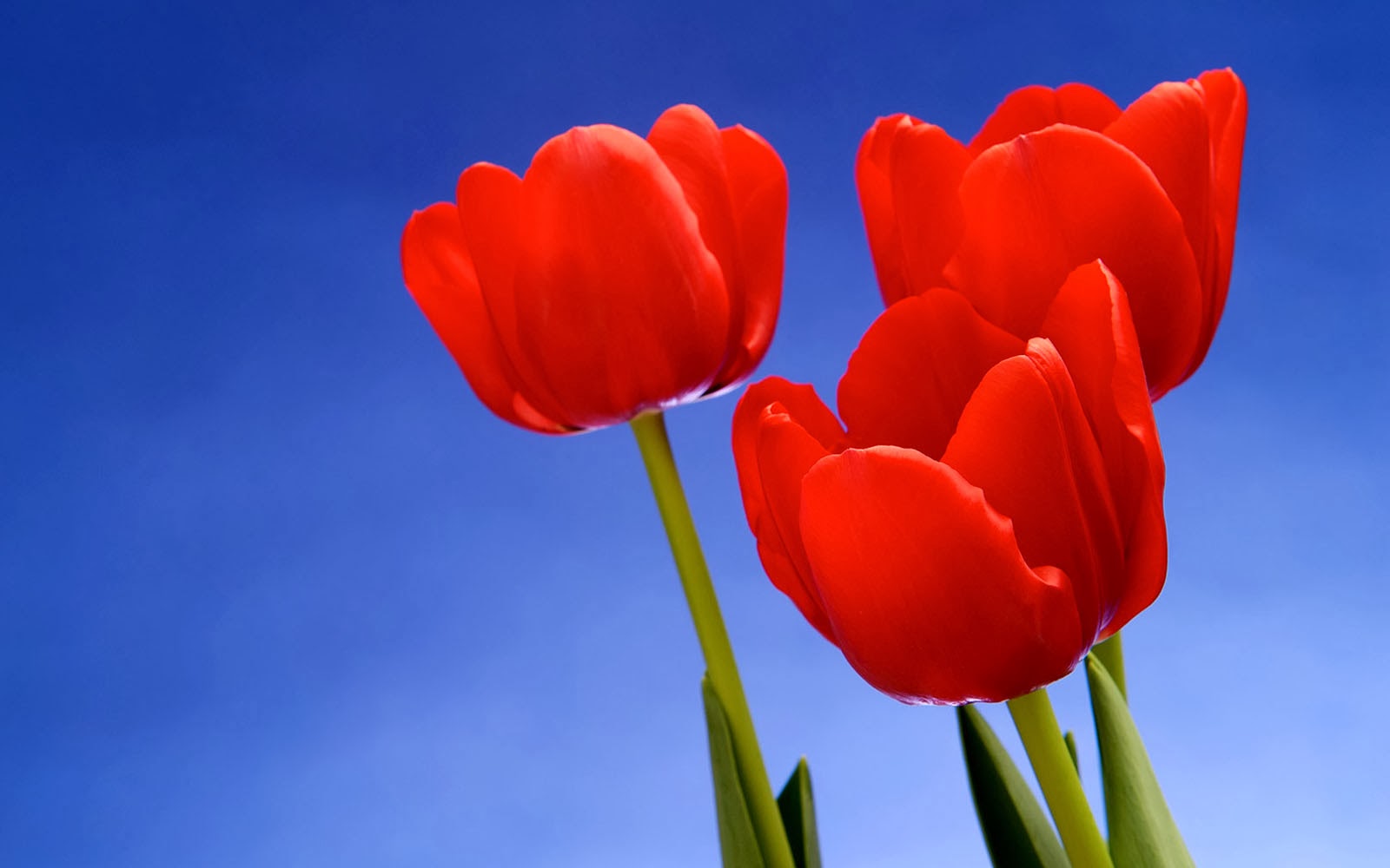 Tulip Flower Background Copy  Free photo on Pixabay  Flower soft  Minimalist flowers Desktop wallpaper