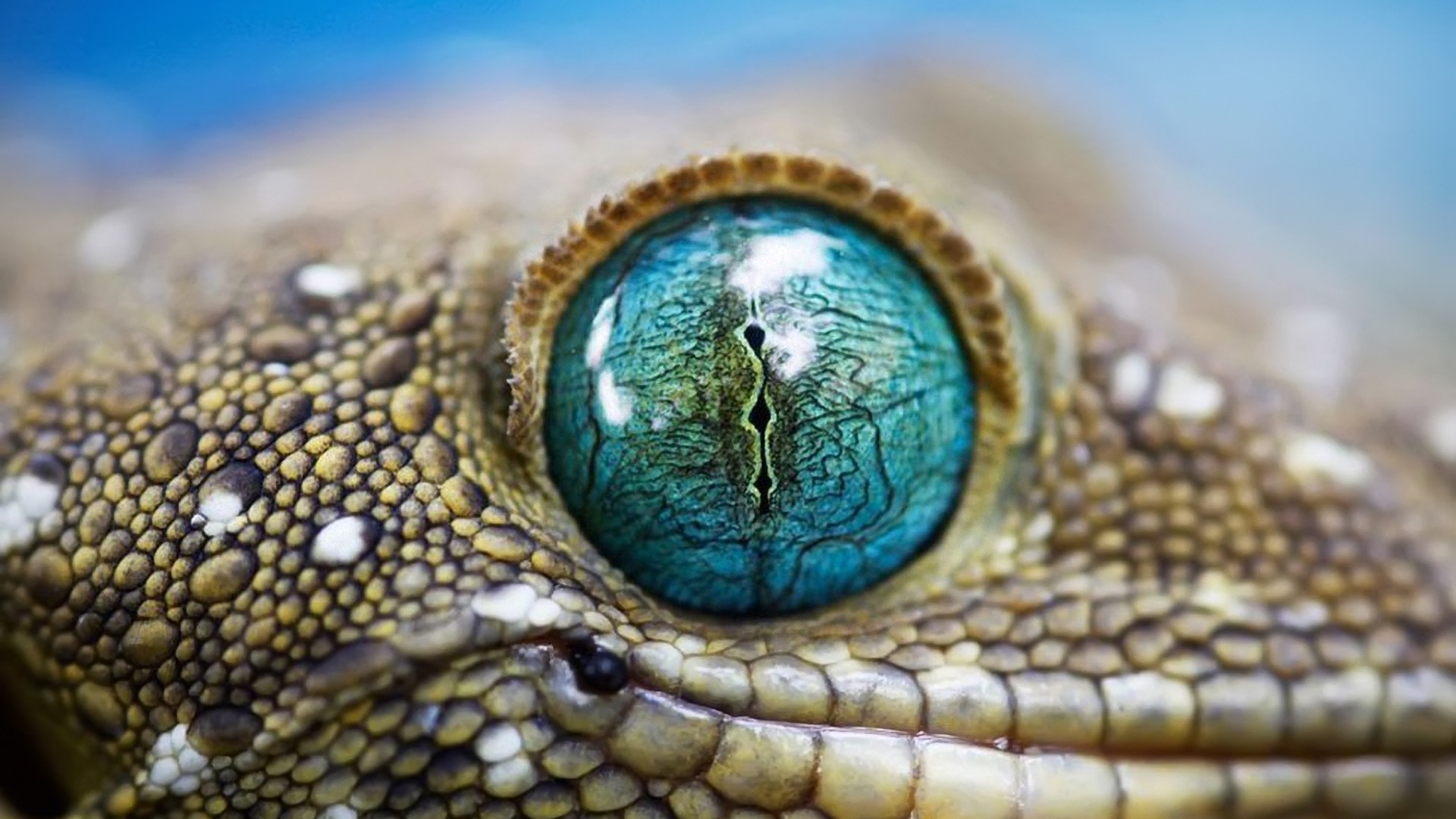 Blue Reptile Eye High Definition Wallpaper HD