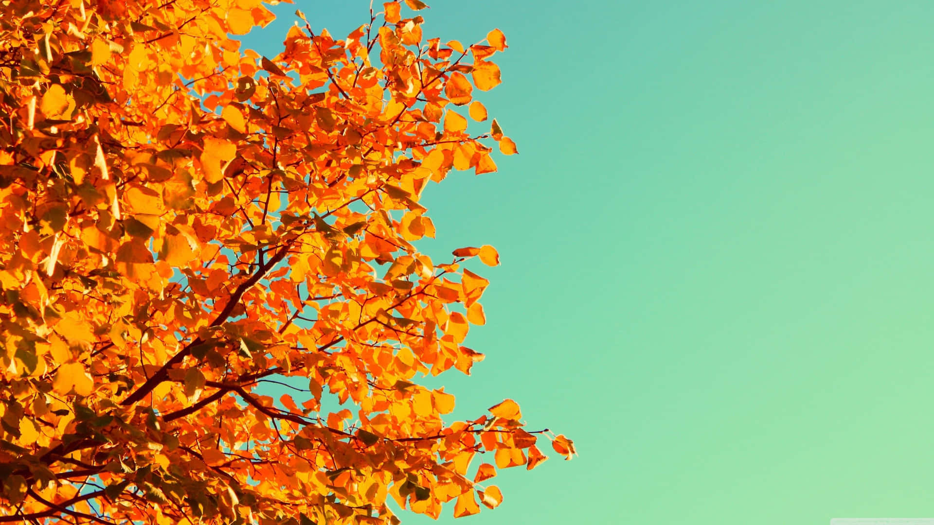 Cute Autumn Wallpaper