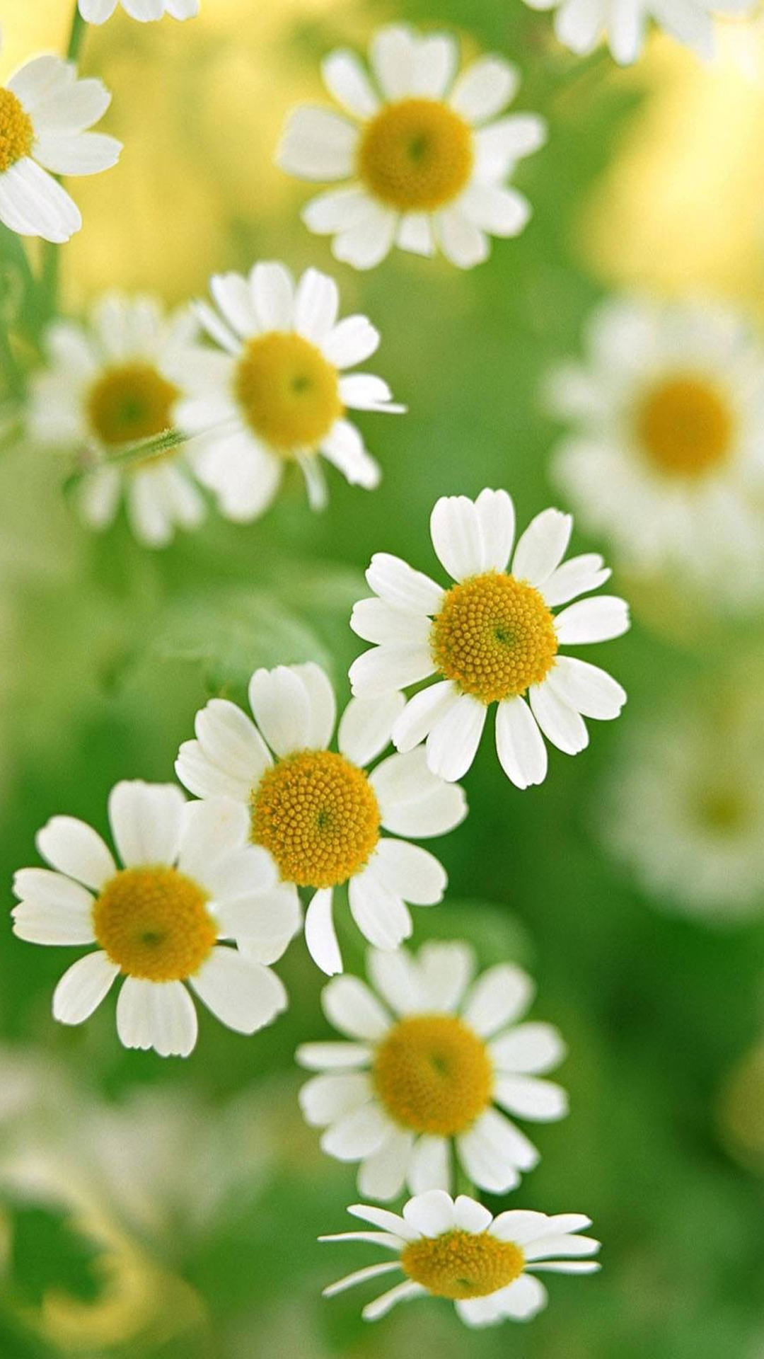 Nature White Daisy Flower iPhone Wallpaper Jpg