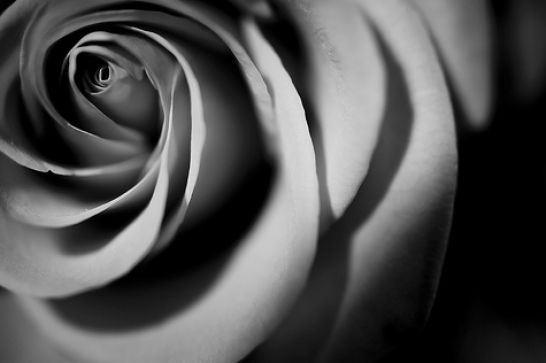 Wallpaper Black Rose And White