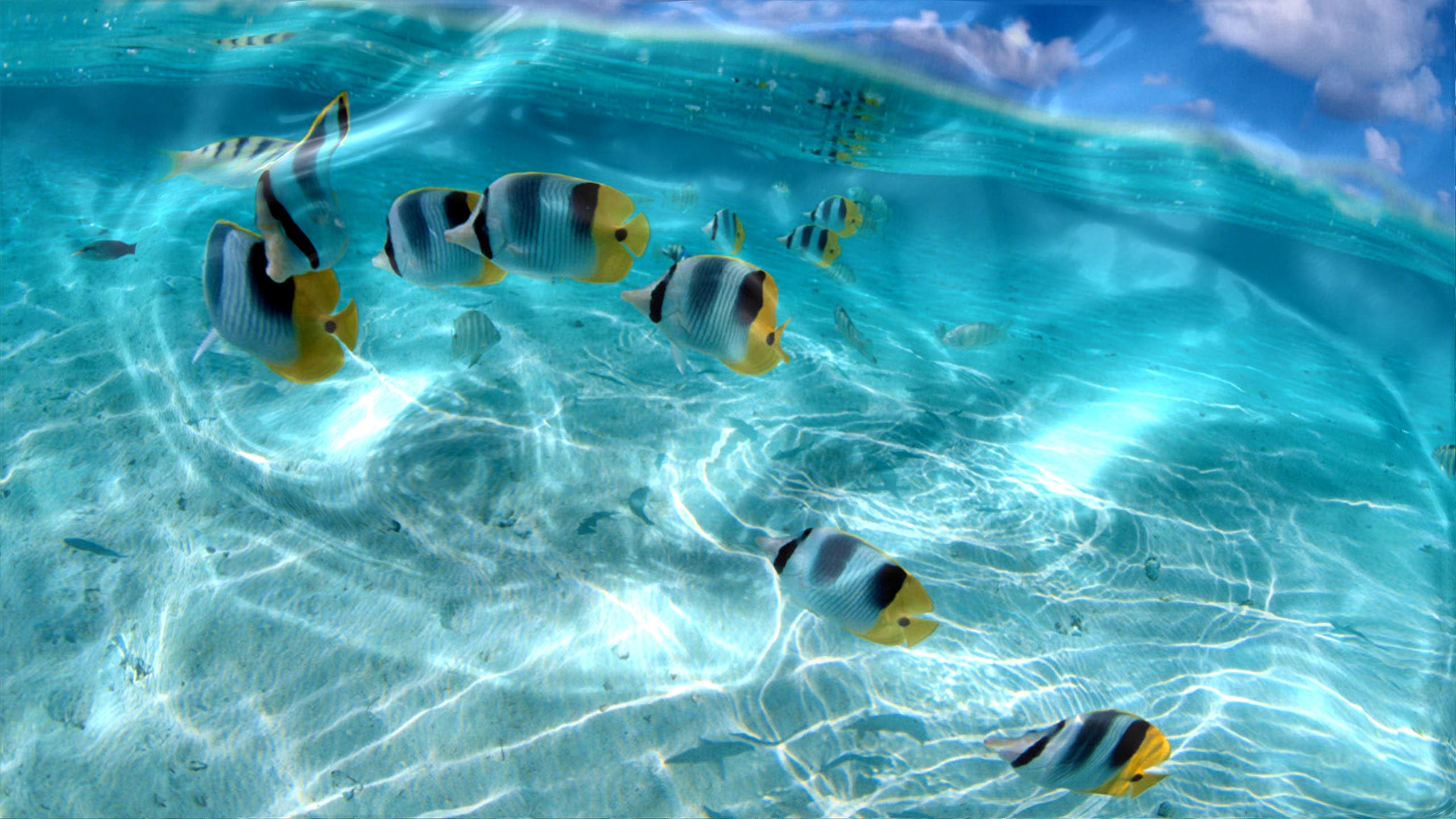 Watery Desktop Animated Wallpaperjpg 2560x1440