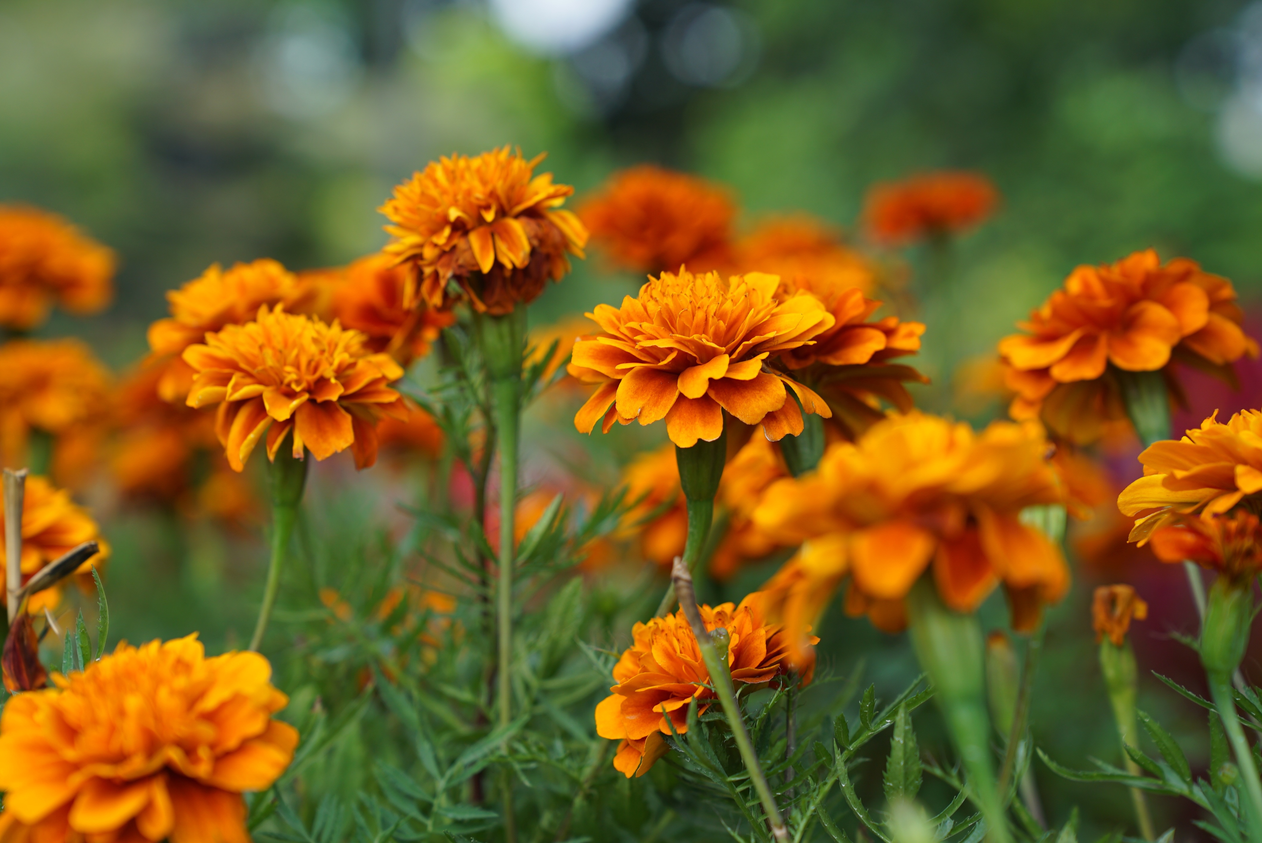 Orange Flower Nature Marigold 4k Ultra HD Wallpaper