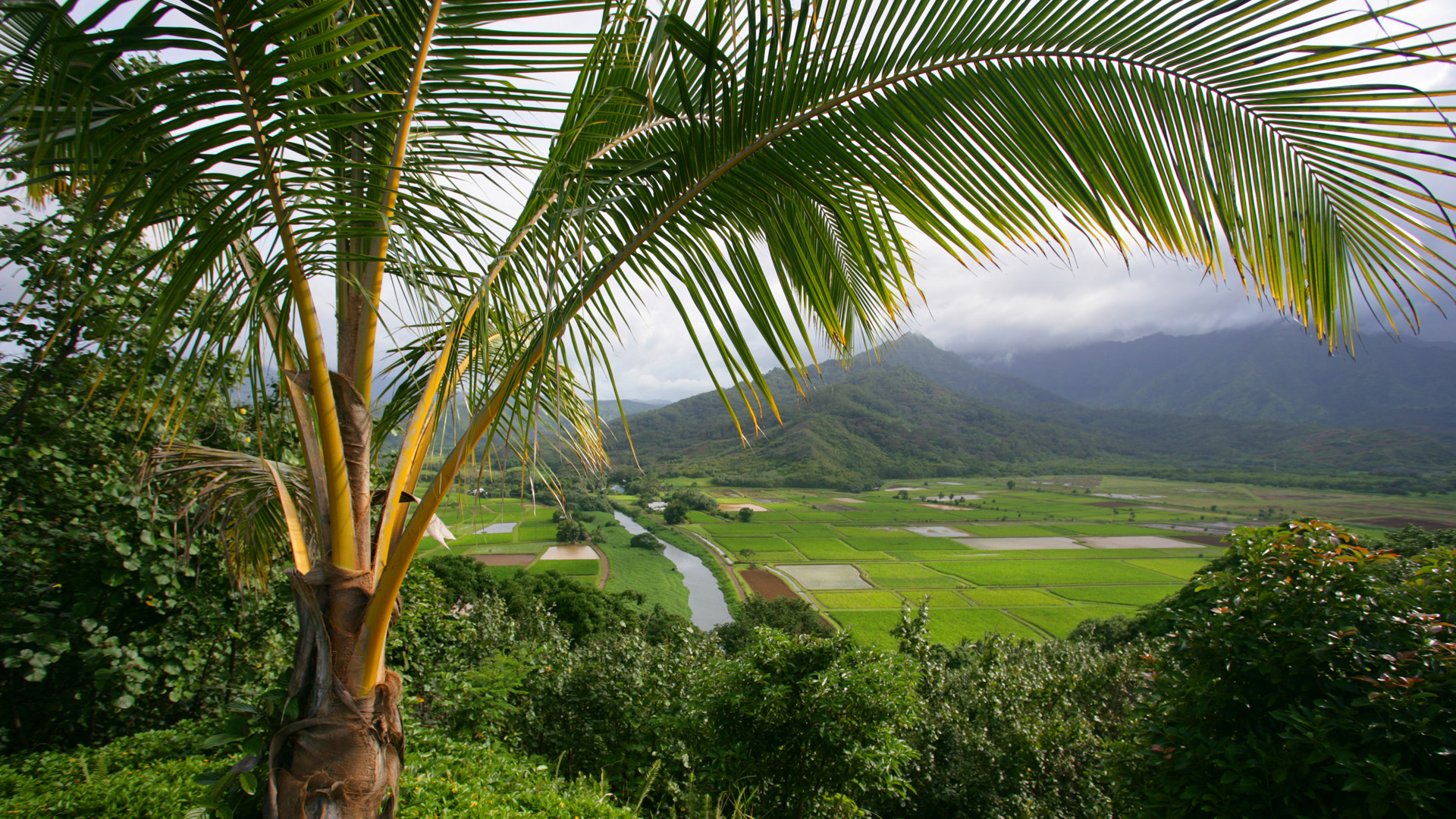 Fields In Spring Mo Taro Hanalei Valley Hawaii Kauai