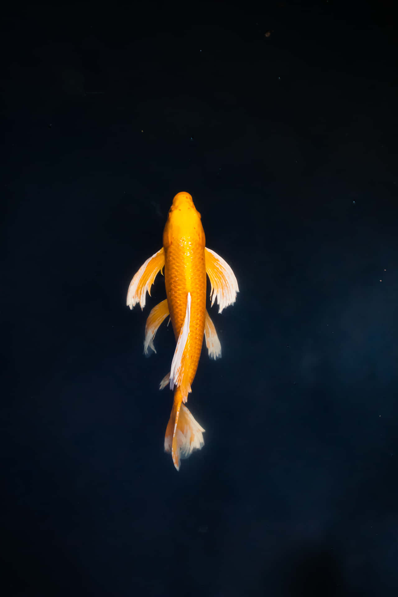 Fish iPhone Wallpaper
