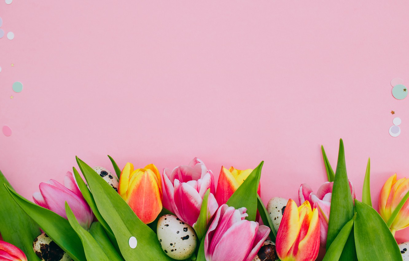 Wallpaper Flowers Spring Tulips Pink Background Image For