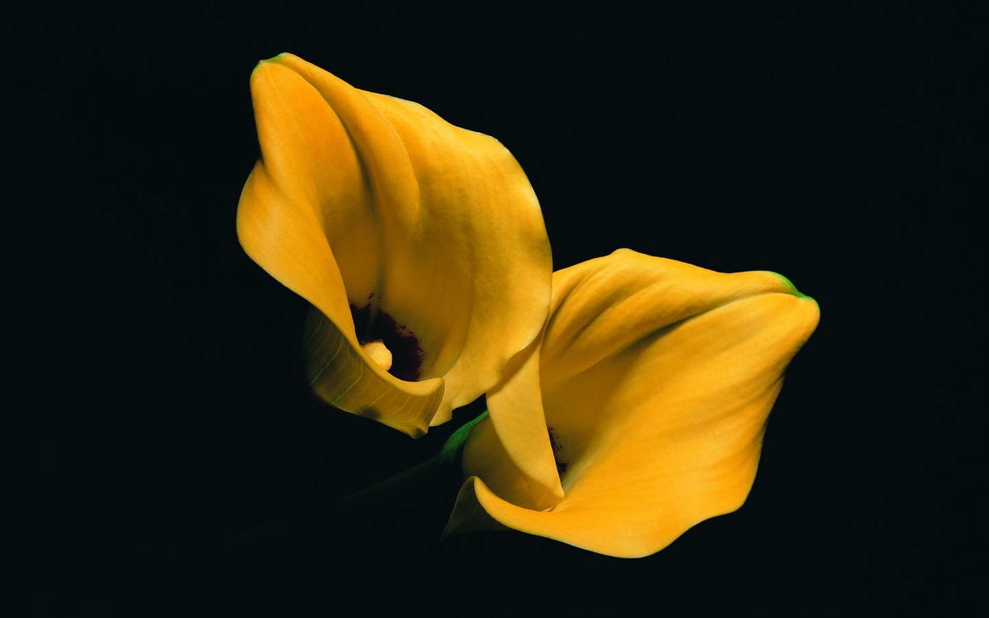 Yellow Flowers Background Wallpaper