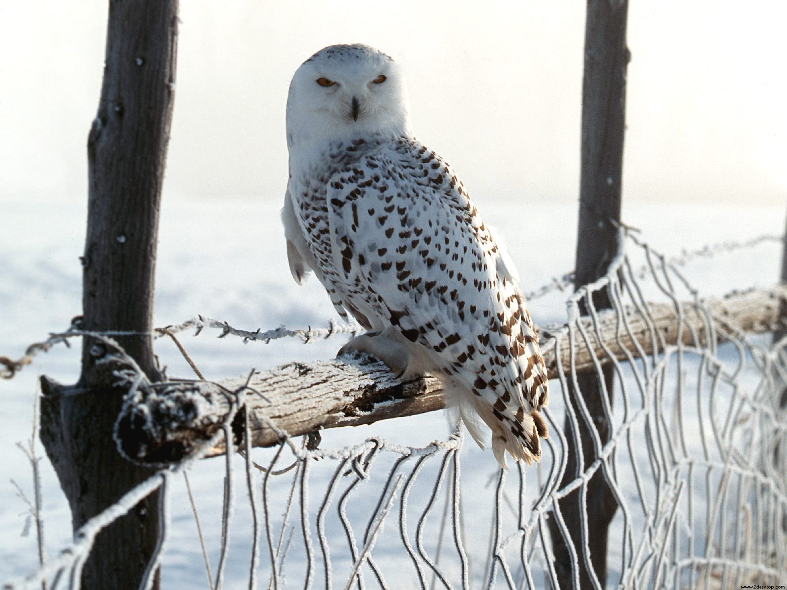 White Winter Owl Wallpaper HD