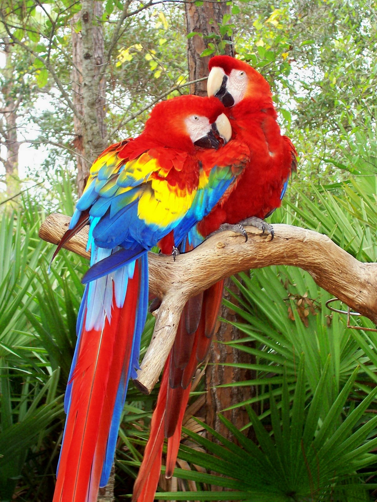 Beautiful Cute Blue And Red Parrot Sitting On Tree Wallpaper