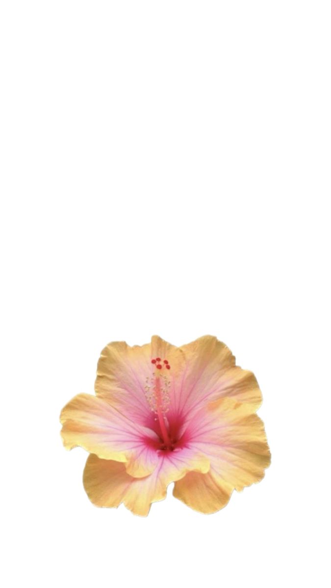 Nele Haermyer On Hintergrundbilder Wallpaper