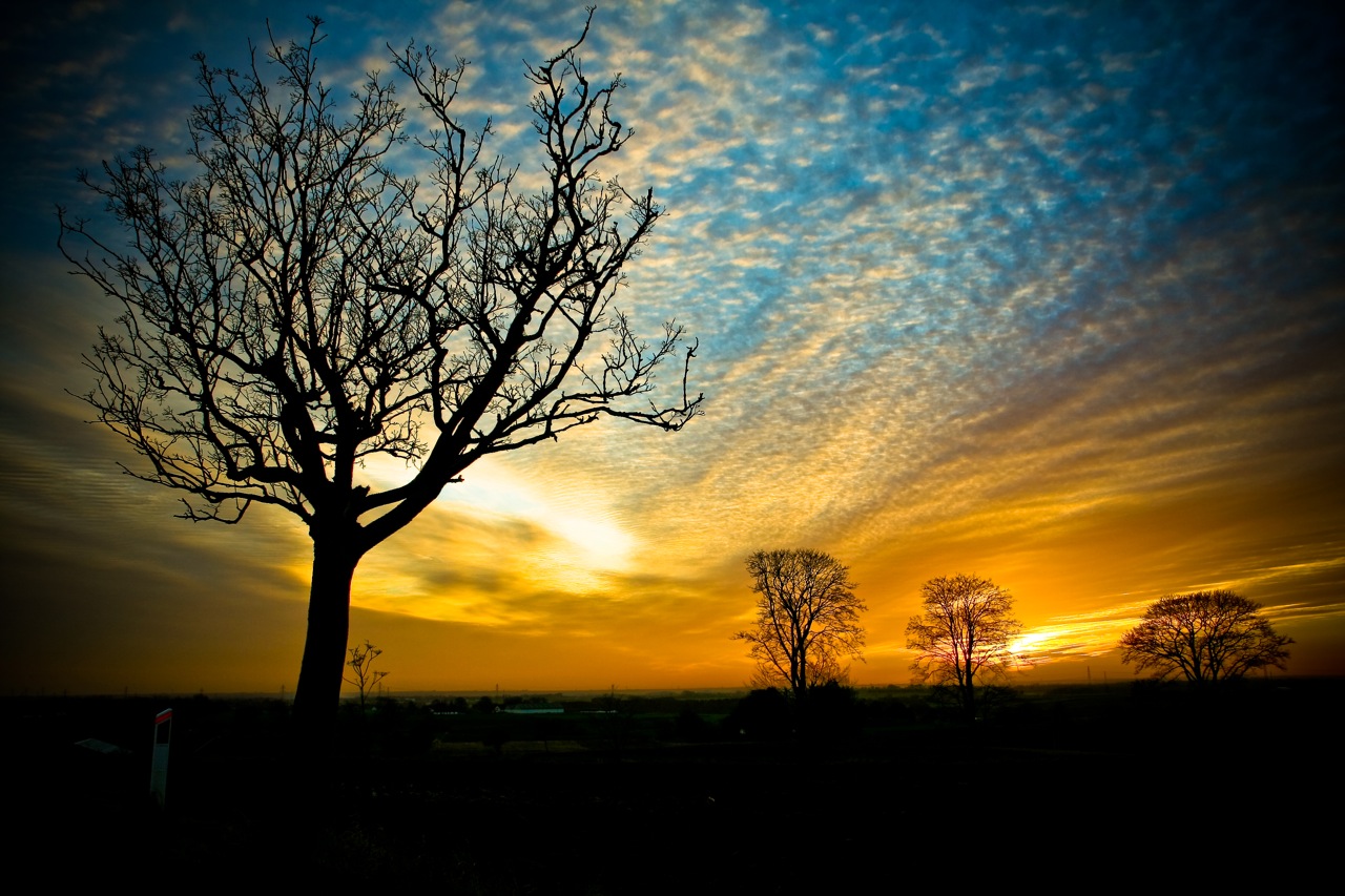 Silhouette of bare trees against a vibrant sunset sky
