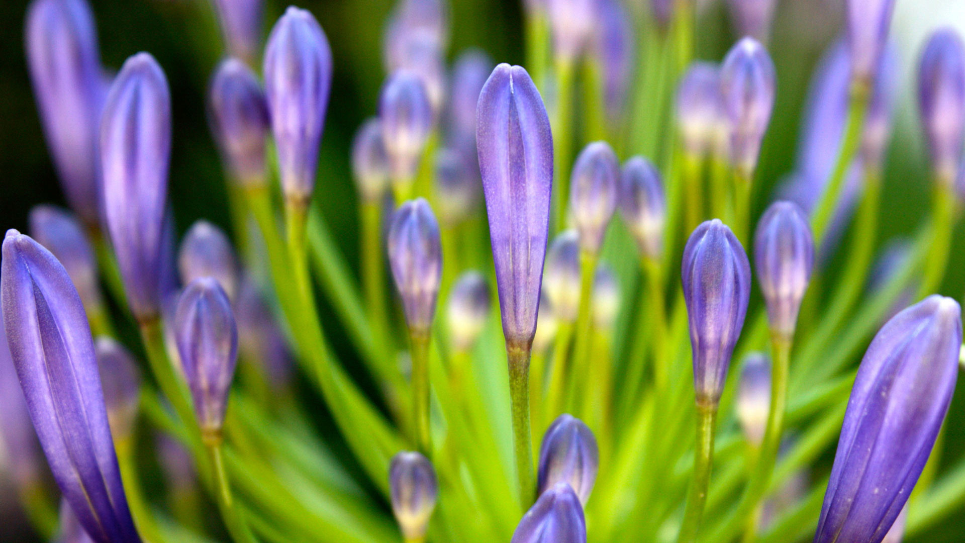 Hyacinth 1080p Flowers HD Wallpaper Source