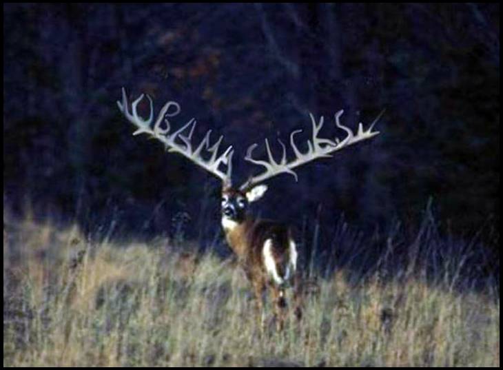 Monster Whitetail Deer Buck Of The Year By