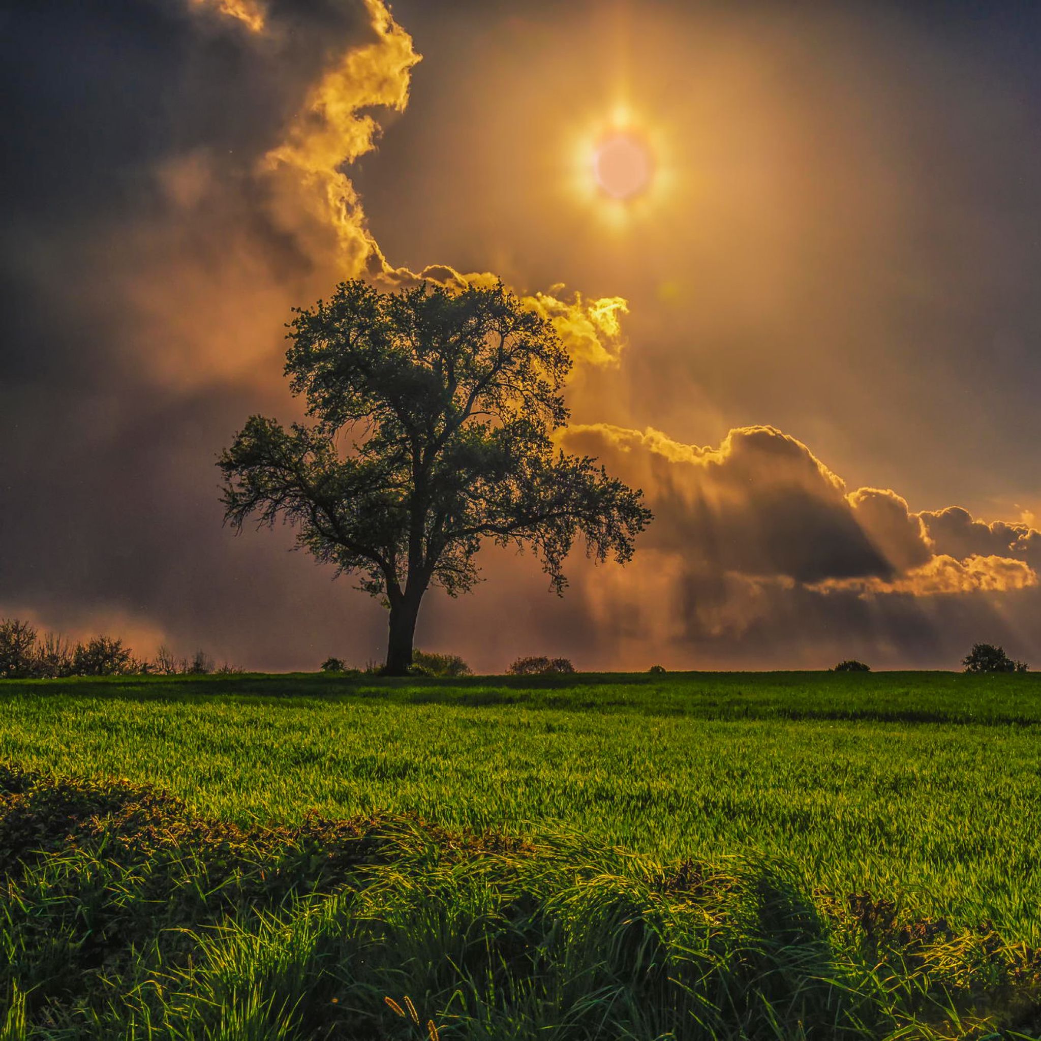 Campo Rvores Grama C U Nublado Wallpaper Field