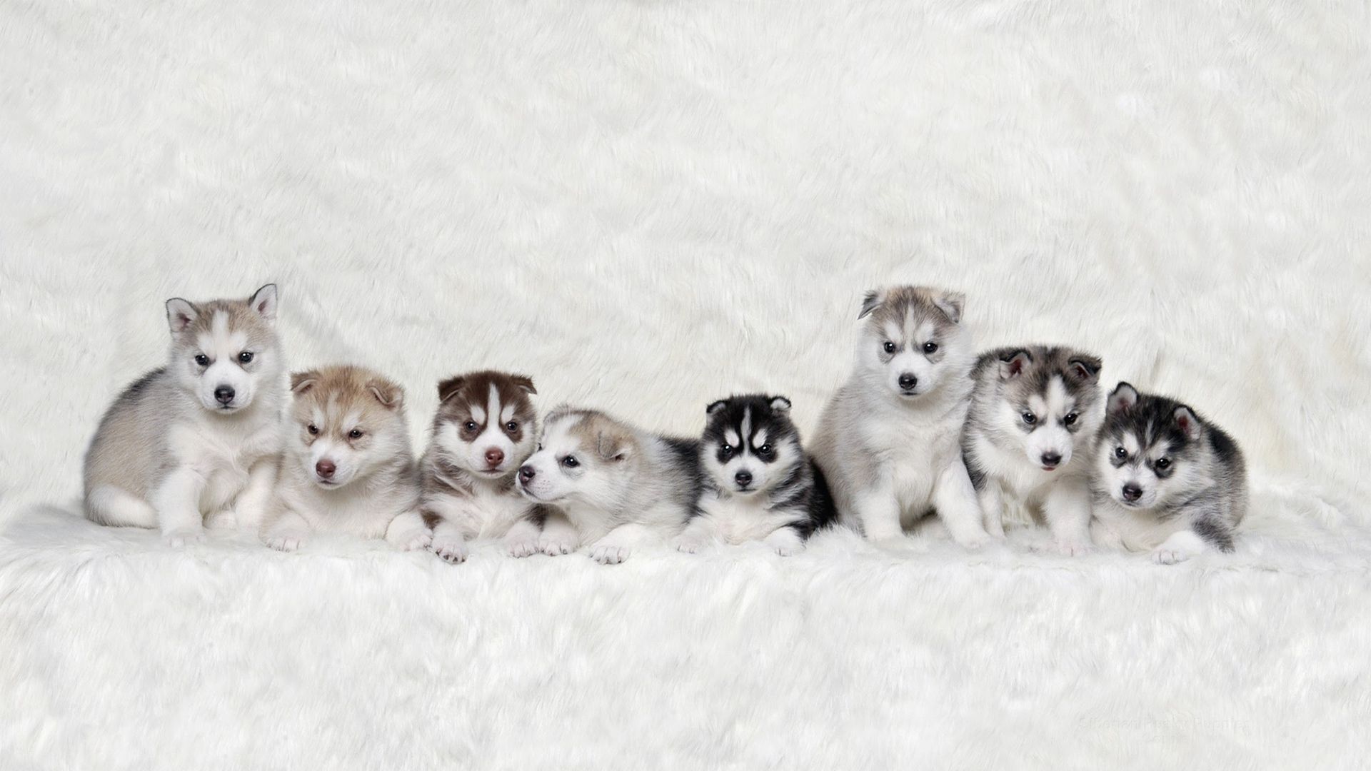 Litter Of Siberian Huskies Adorable For Your Desktop