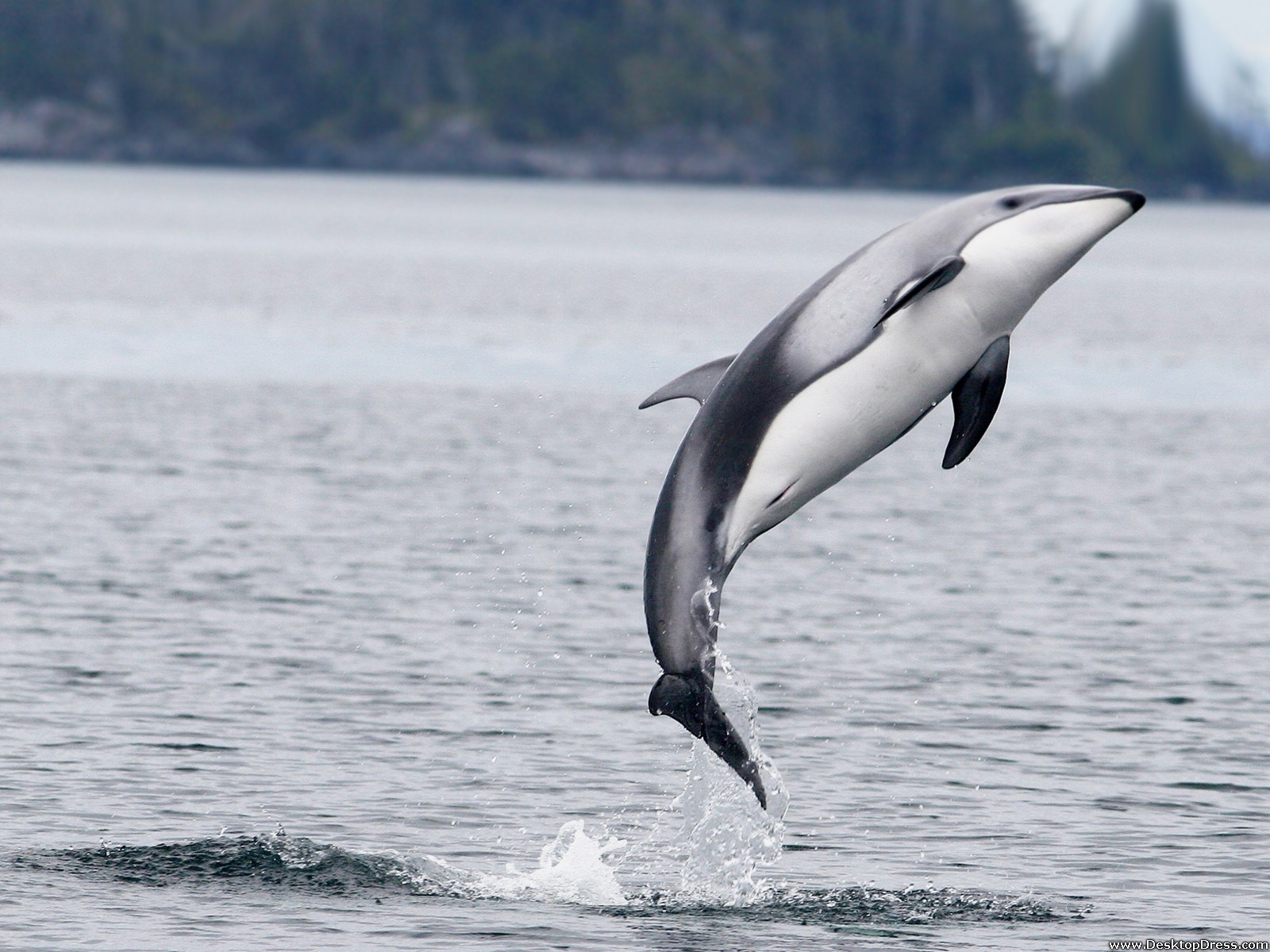 Desktop Wallpaper Animals Background Dusky Dolphin New
