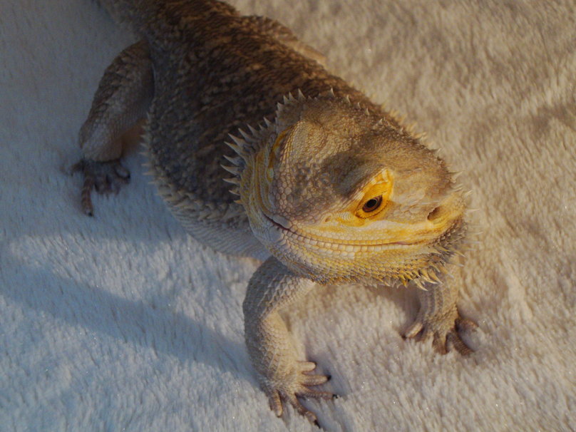 Cezar Bearded Dragon Wallpaper