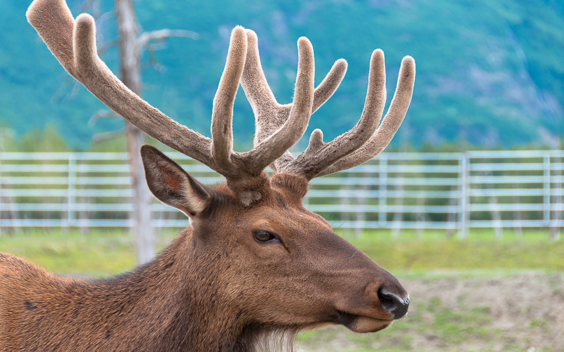 Animal Reindeer HD Wallpaper