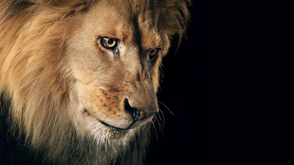 [43+] Lion HD Wallpapers 1080p - WallpaperSafari