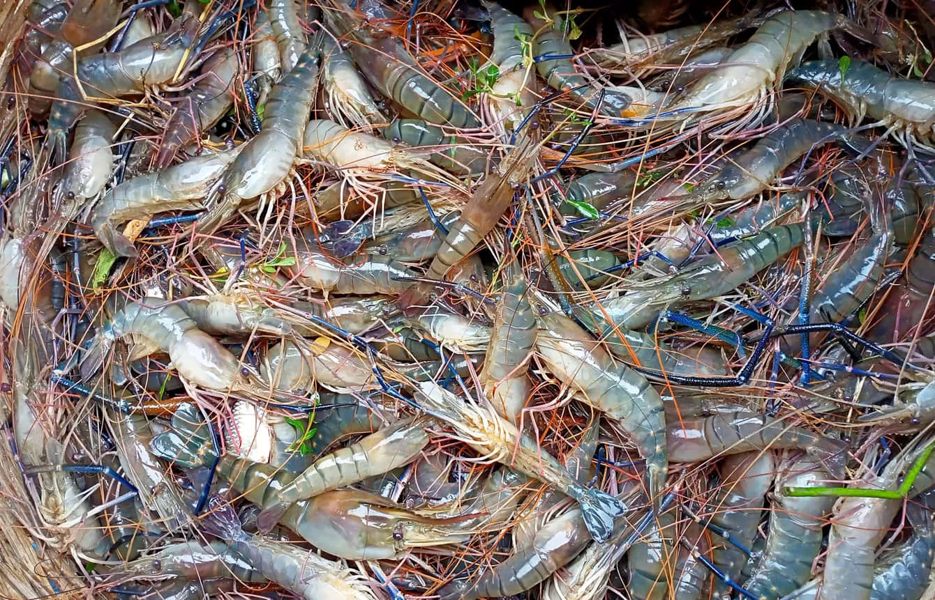 Fresh Catch Prawns 7azcvo93m4vgze4c Wallpaper