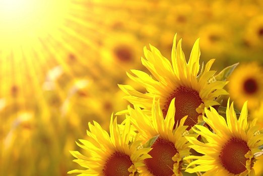 Sunflowers In The Morning Wall Mural Feet Inch By