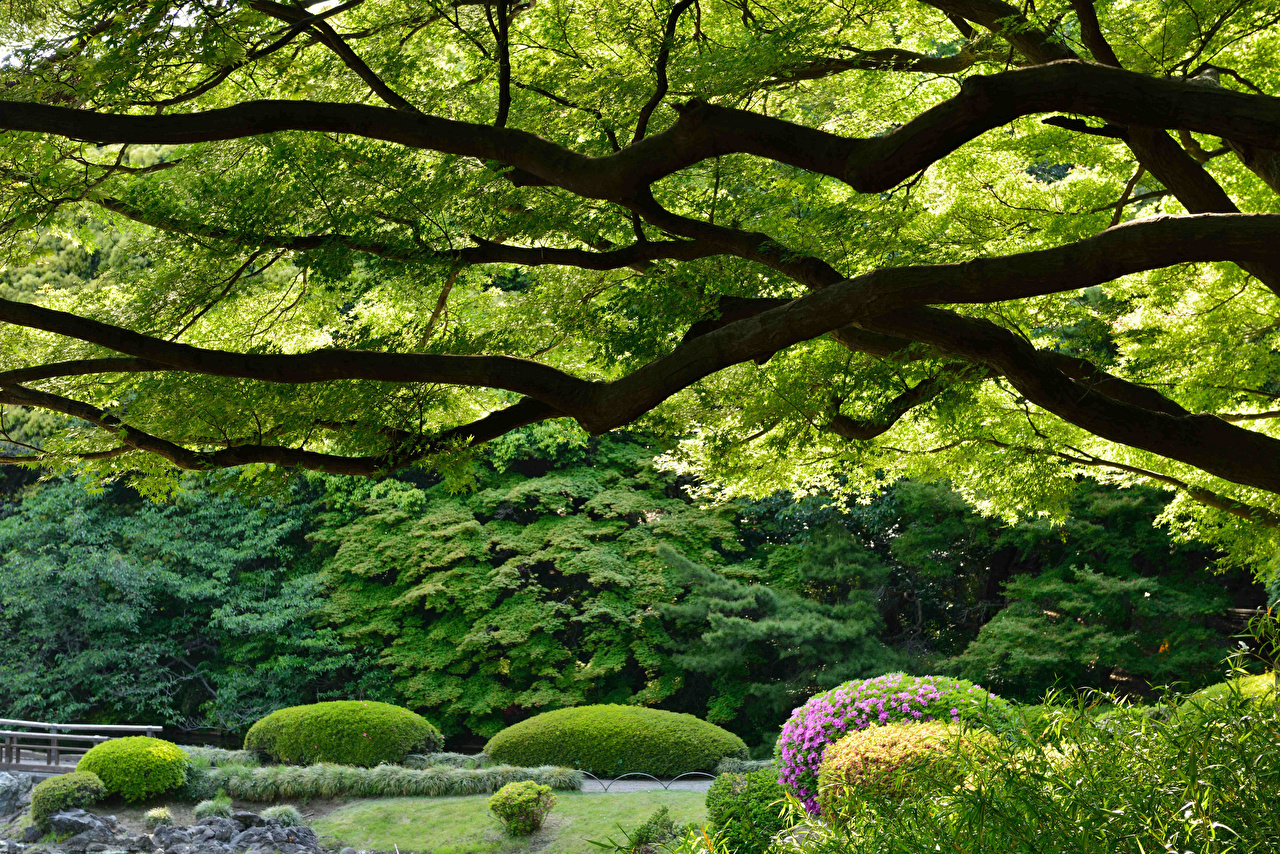 Picture Japan Shinjuku Gyoen Nature Gardens Branches